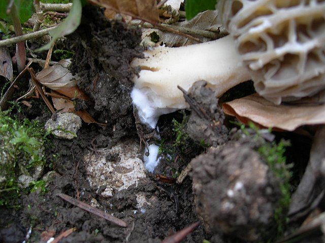 Il Tempo delle Morchelle